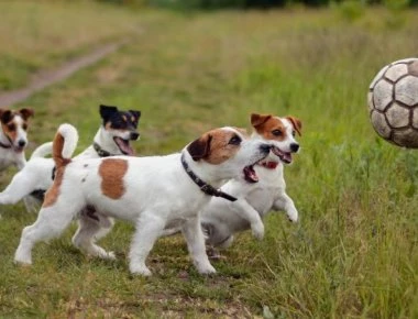 Ο Μπουφόν των σκύλων - Μπαίνει στο γήπεδο και αποκρούει πέναλτι! (βίντεο)